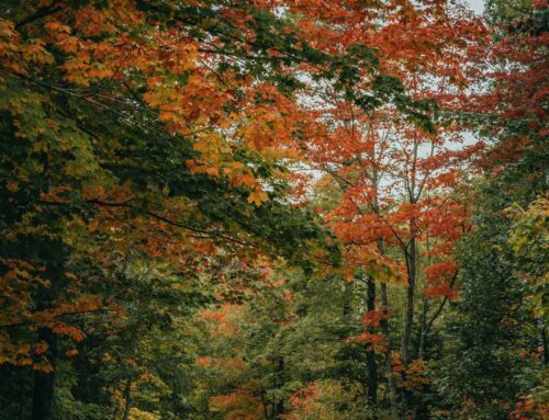 Seasonal Storage Solutions